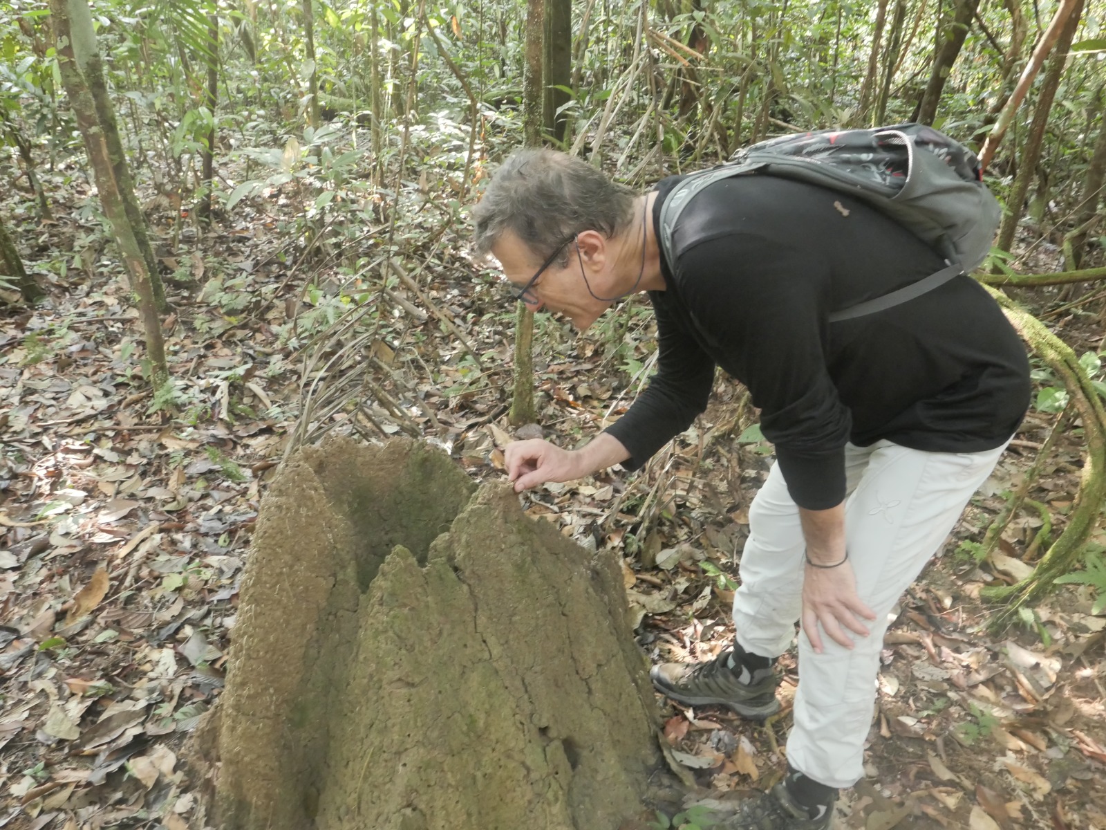 Termite research